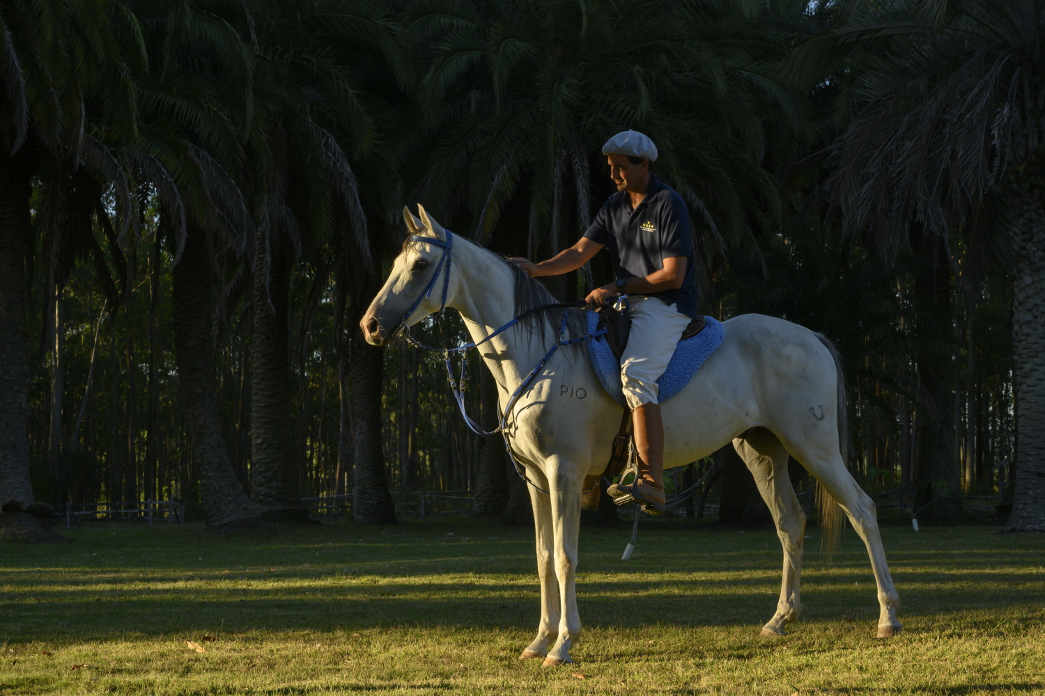 Haras Loma azul, ubicada en Floresta norte, cría y entrena caballos para competencia de raid.